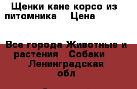 Щенки кане корсо из  питомника! › Цена ­ 65 000 - Все города Животные и растения » Собаки   . Ленинградская обл.,Сосновый Бор г.